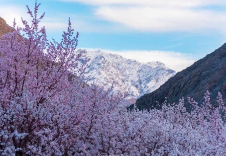 Ladakh Delight