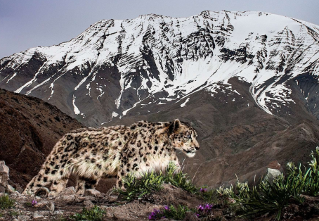 Himalayan Winter Wildlife & Snow Leopard Safari – Ladakh