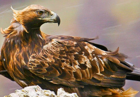 Himalayan Winter Wildlife & Snow Leopard Safari – Ladakh